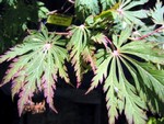 Acer japonicum - Eisenhutblättriger Ahorn Aconitifolium