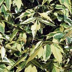 Acer negundo - Gelbbunter Eschen-Ahorn Aureomarginatum