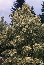 Acer negundo - Goldbunter Eschen-Ahorn Aureovariegatum