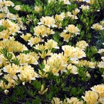 Fotos Rhododendron mollis