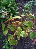 Begonia grandis var. evansiana - Japanisches Schiefblatt, Stauden-Begonie Alba
