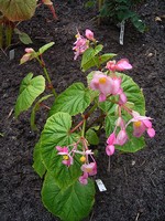 Begonia sinensis - Japanisches Schiefblatt, Stauden-Begonie