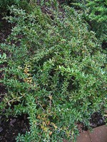 Berberis gagnepainii var. lanceifolia - Immergrüne Lanzen-Berberitze