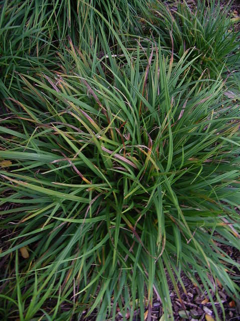 Fotos Carex ornithopoda - 