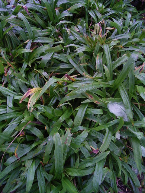 Fotos Carex plantaginea - 