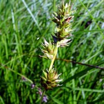 Fotos Carex polyphylla