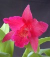 Cattleya spicata - Orchidee Cattleya 