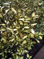 Eleagnus x ebbingei - Wintergrüne Ölweide Aurea