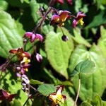 Epimedium alpinum - Alpen-Elfenblume