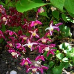 Epimedium grandiflorum - Großblütige Garten-Elfenblume Rubra