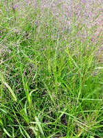 Eragrostis curvula - Liebesgras