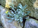 Fibigia clypeata - Schild-Kresse