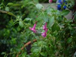 Fuchsia microphylla - Garten-Fuchsie