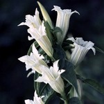 Gentiana asclepiadea - Weißer Schwalbenwurz-Enzian Alba