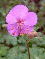 Fotos Geranium × cantabrigiense