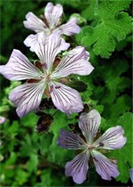 Geranium renardii - Garten-Storchschnabel Tcschelda