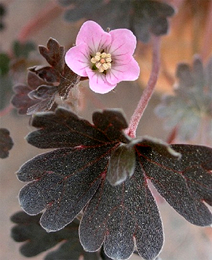 Fotos Geranium sessiliflorum ssp. nov.-zel. - 
