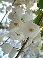 Halesia carolina - Carolina-Schneeglöckchenbaum