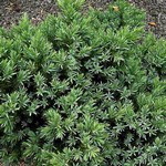 Juniperus squamata - Wacholder Blue Star