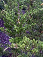 Juniperus virginiana - Canaert