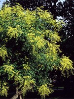 Koelreuteria paniculata - Rispiger Blasenbaum