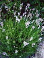 Lavandula angustifolia - Rosablühender Garten-Lavendel Loddon Pink
