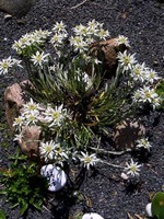 Leontopodium alpinum - Alpen-Edelweiß