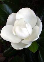 Magnolia grandiflora - Immergrüne Magnolie