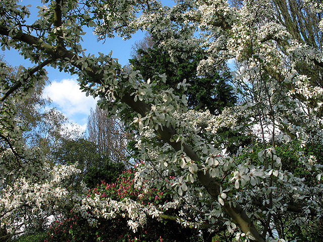 Fotos Magnolia kobus - 