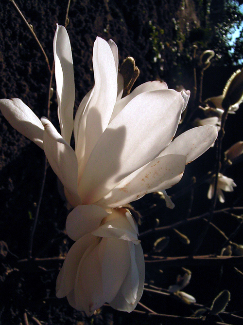 Fotos Magnolia stellata - 