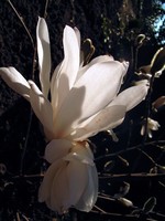 Fotos Magnolia stellata