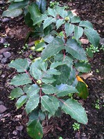 Mahonia aquifolium - Niedrige Mahonie Apollo