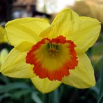 Narcissus - Großkronige Narzisse Flower Record