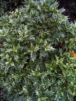 Osmanthus heterophyllus - Stachelblättrige Duftblüte Goshiki