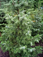 Picea omorika - Serbische Fichte Zuckerhut