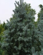 Picea pungens - Säulen-Blau-Fichte Iseli Fastigiata