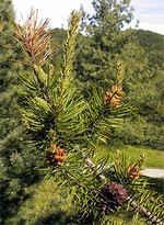 Pinus banksiana - Banks Kiefer