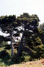 Pinus contorta - Dreh-Kiefer