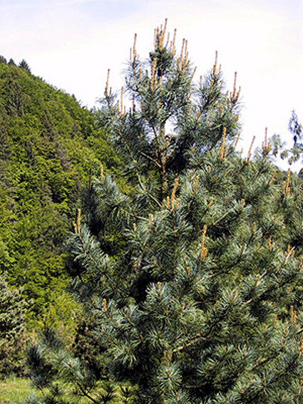 Fotos Pinus koraiensis - 