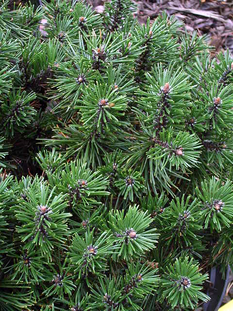 Fotos Pinus mugo - 