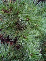 Pinus strobus - Zwerg-Strobe, Streichel-Kiefer Radiata
