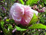 Fotos Prunus triloba