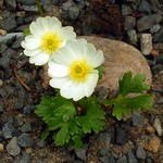 Fotos Ranunculus montana
