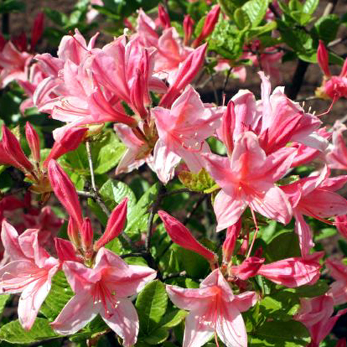 Fotos Rhododendron mollis - 