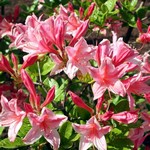 Fotos Rhododendron mollis
