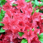 Rhododendron - Rhododendron Geisha