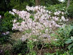 Fotos Rhododendron schlippenbachii