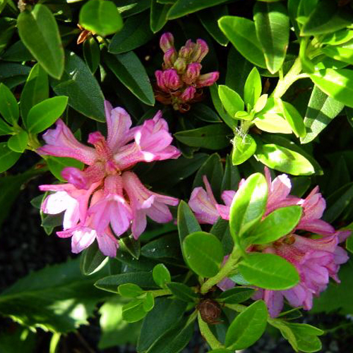 Fotos Rhododendron ferrugineum - 