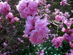 Fotos Rhododendron-Hybride