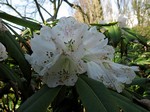 Fotos Rhododendron sutchuense